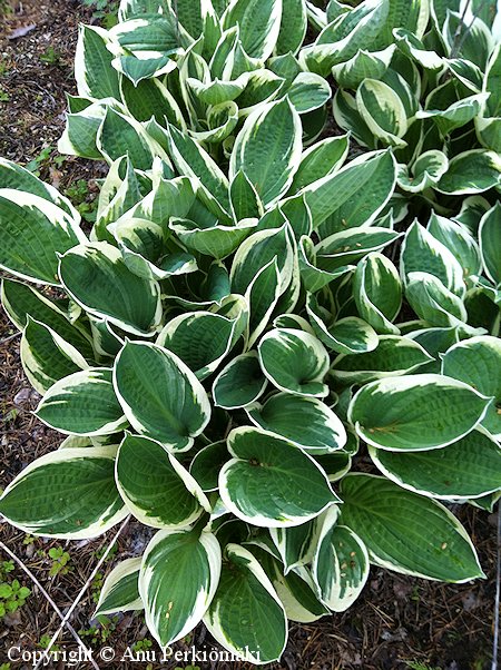 Hosta Fortunei-Ryhm 'Albomarginata', komeakuunlilja